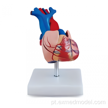 Modelo de anatomia do coração humano em tamanho real